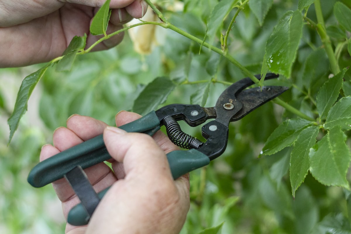 Pruning & Tree Removal